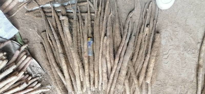 【一件代发】保定产地货源小白嘴山药，糯香的