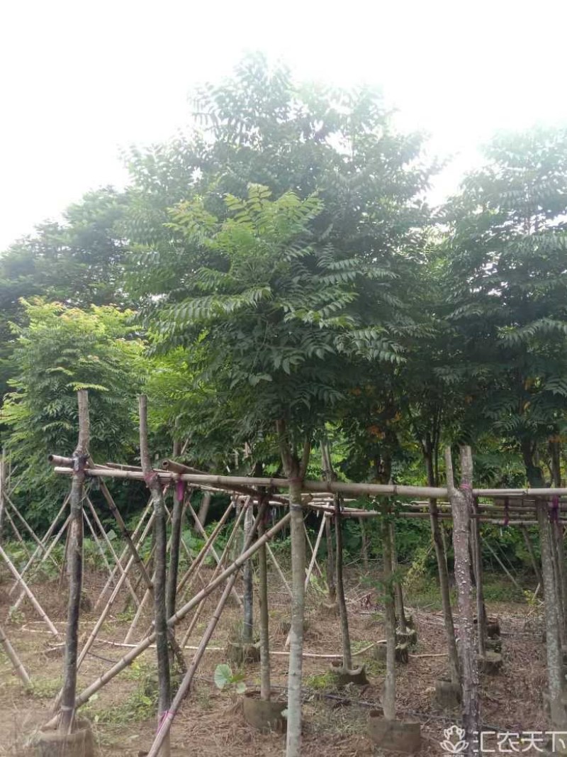 黄山栾树