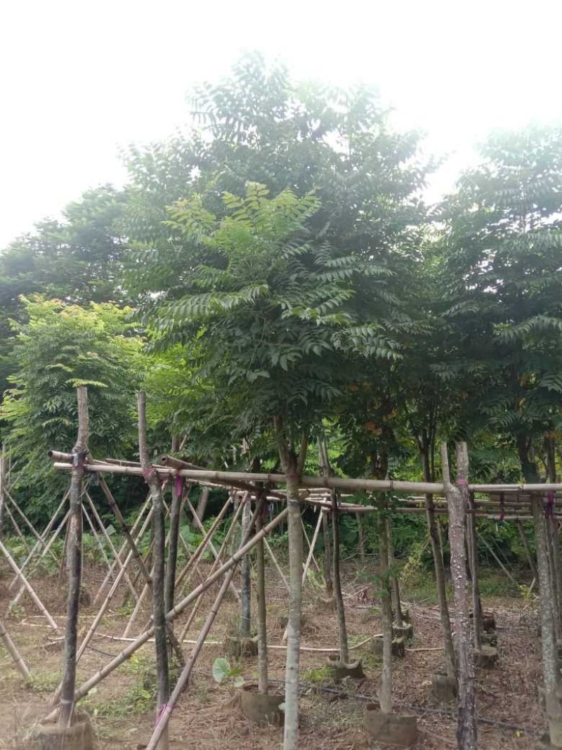 黄山栾树