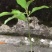 黄角兰苗【有黄兰白兰，黄兰比白兰香】包邮直接下单