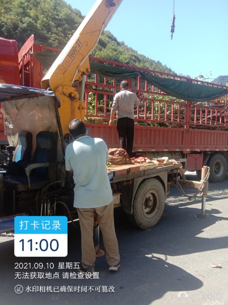 西峡七叶树，各种规格齐金