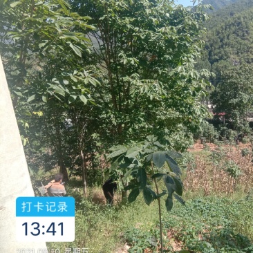 西峡七叶树，各种规格齐金