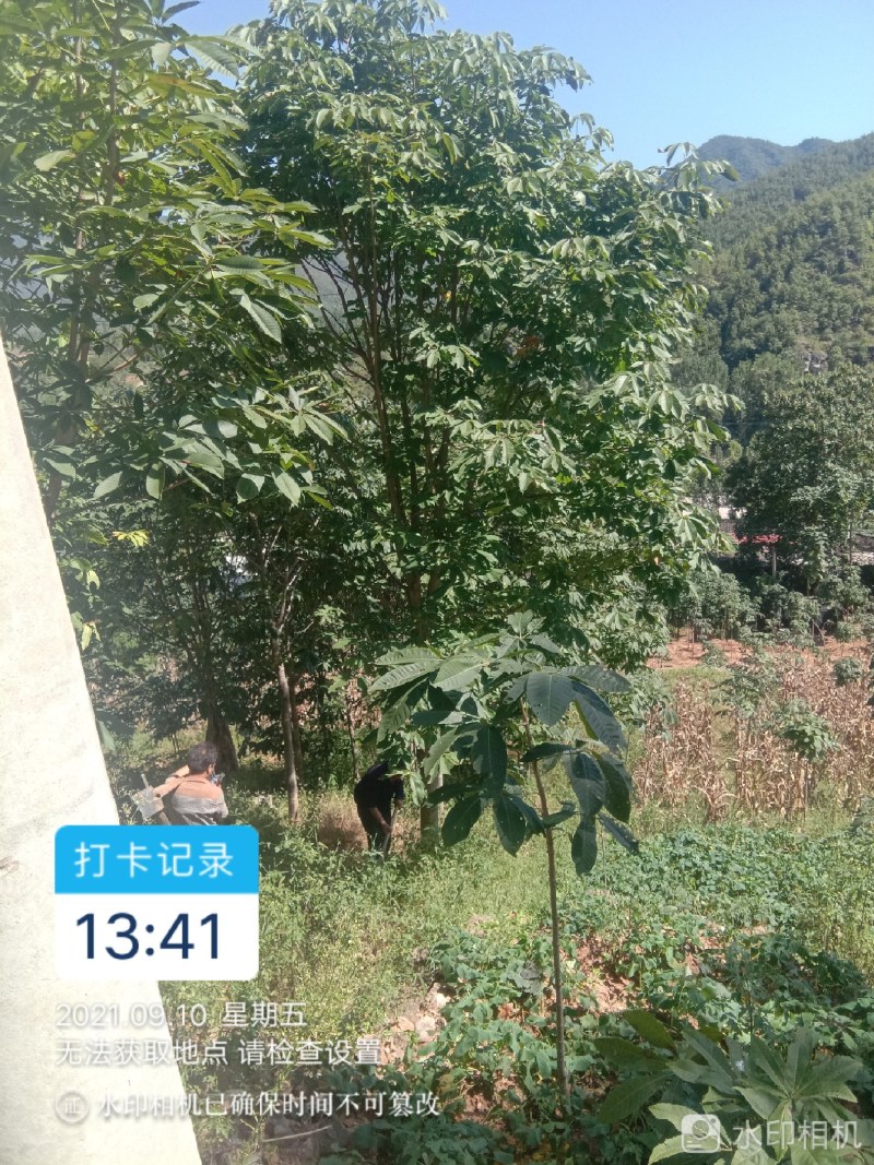 西峡七叶树，各种规格齐金