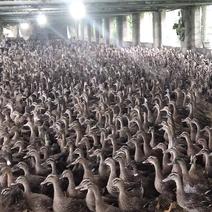 绿头水鸭常年有货，养殖基地，一手货源，量大从优