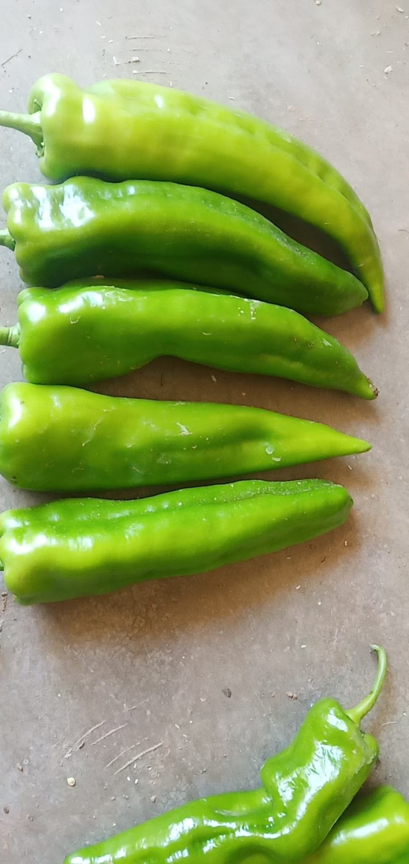 辣椒大量现摘货
