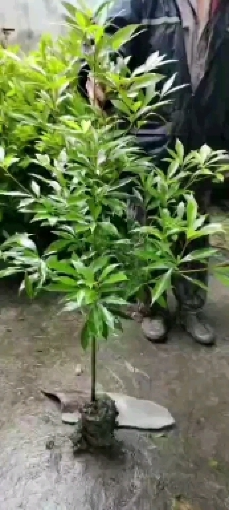 绿化苗木小叶金丝楠苗木盆景盆栽景观树金丝楠苗木