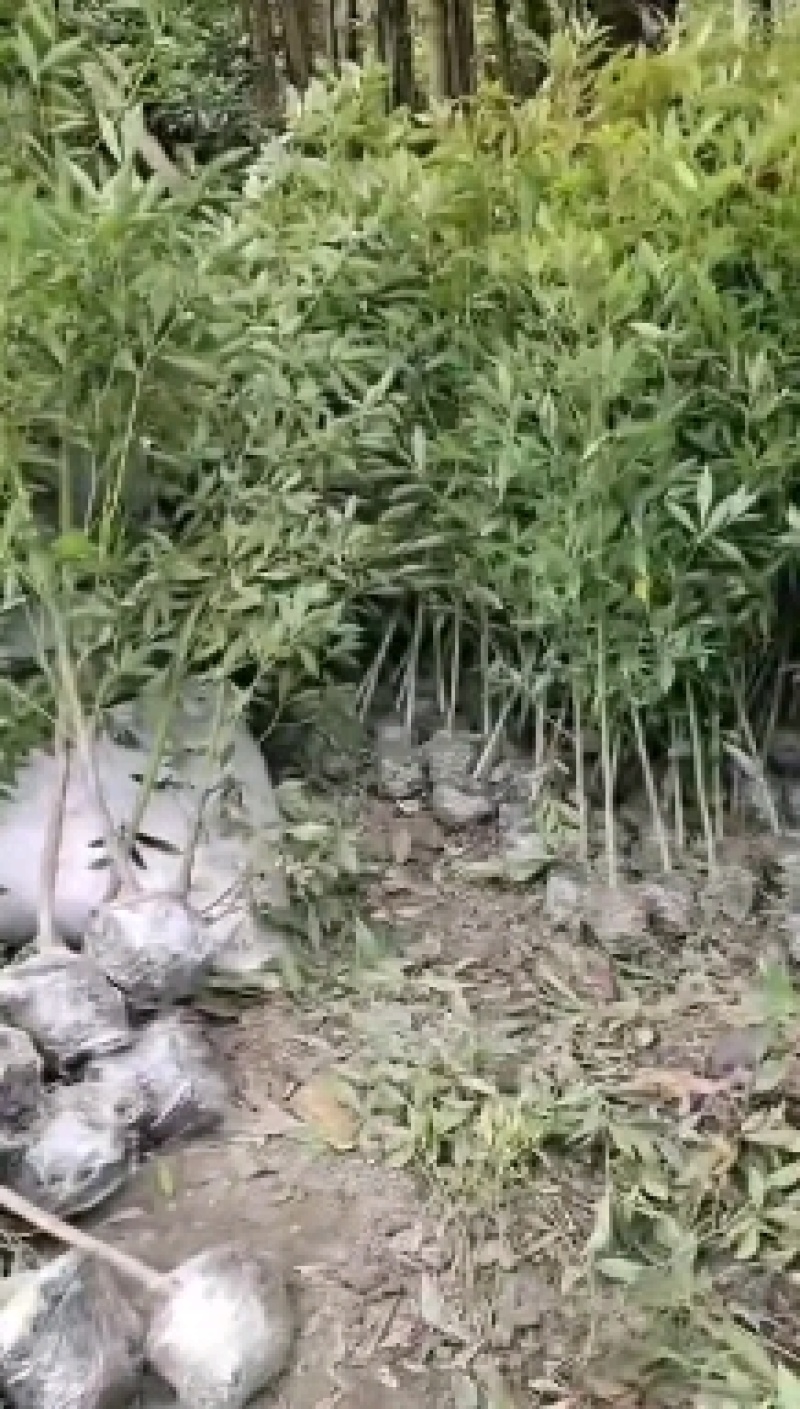绿化苗木小叶金丝楠苗木盆景盆栽景观树金丝楠苗木
