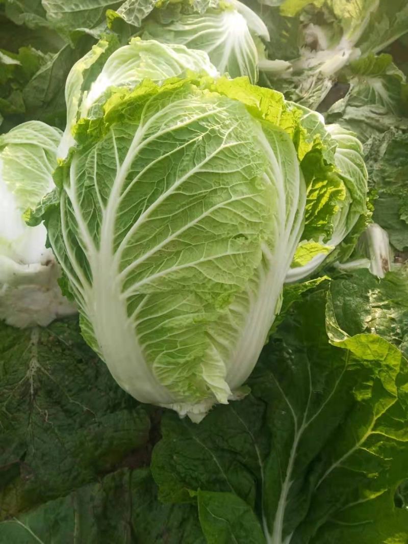 东北黄心大白菜，适合市场，酸菜厂，泡菜厂，价格不贵