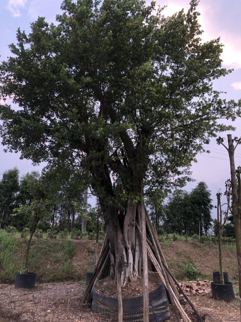 榕树