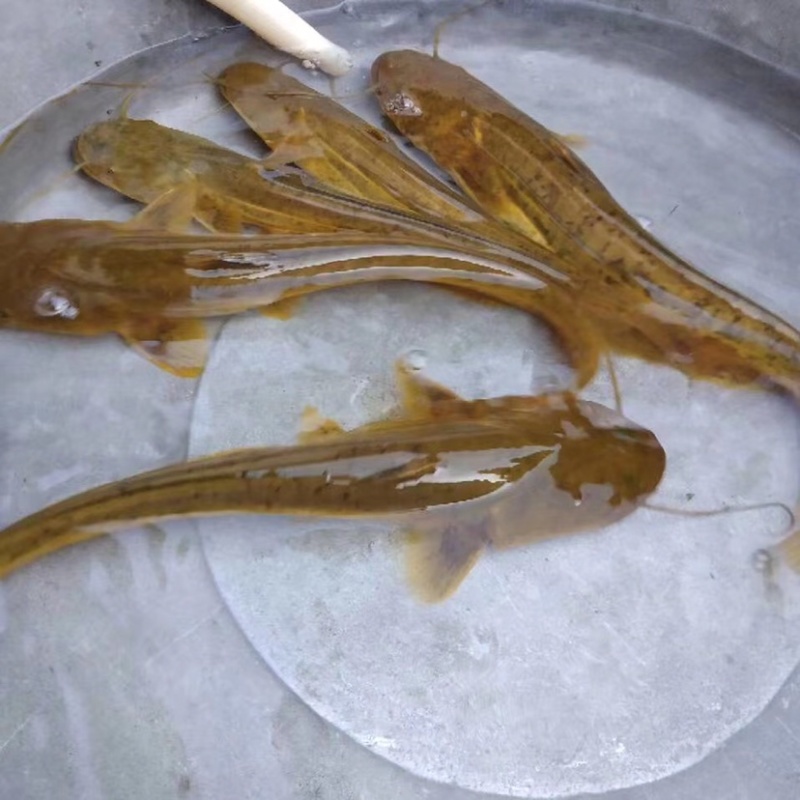 （包成活率）大口鲶抗病毒，存活率强免费提供技术指导