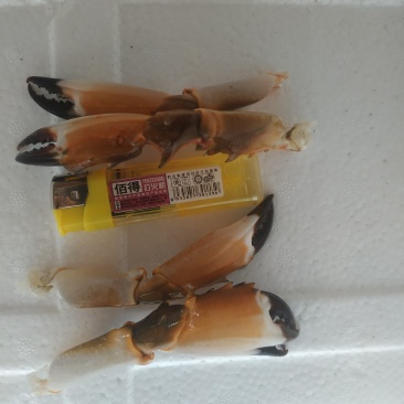 麻辣蟹钳，香辣蟹脚，盐焗蟹脚，新鲜红蟹脚，大蟹脚