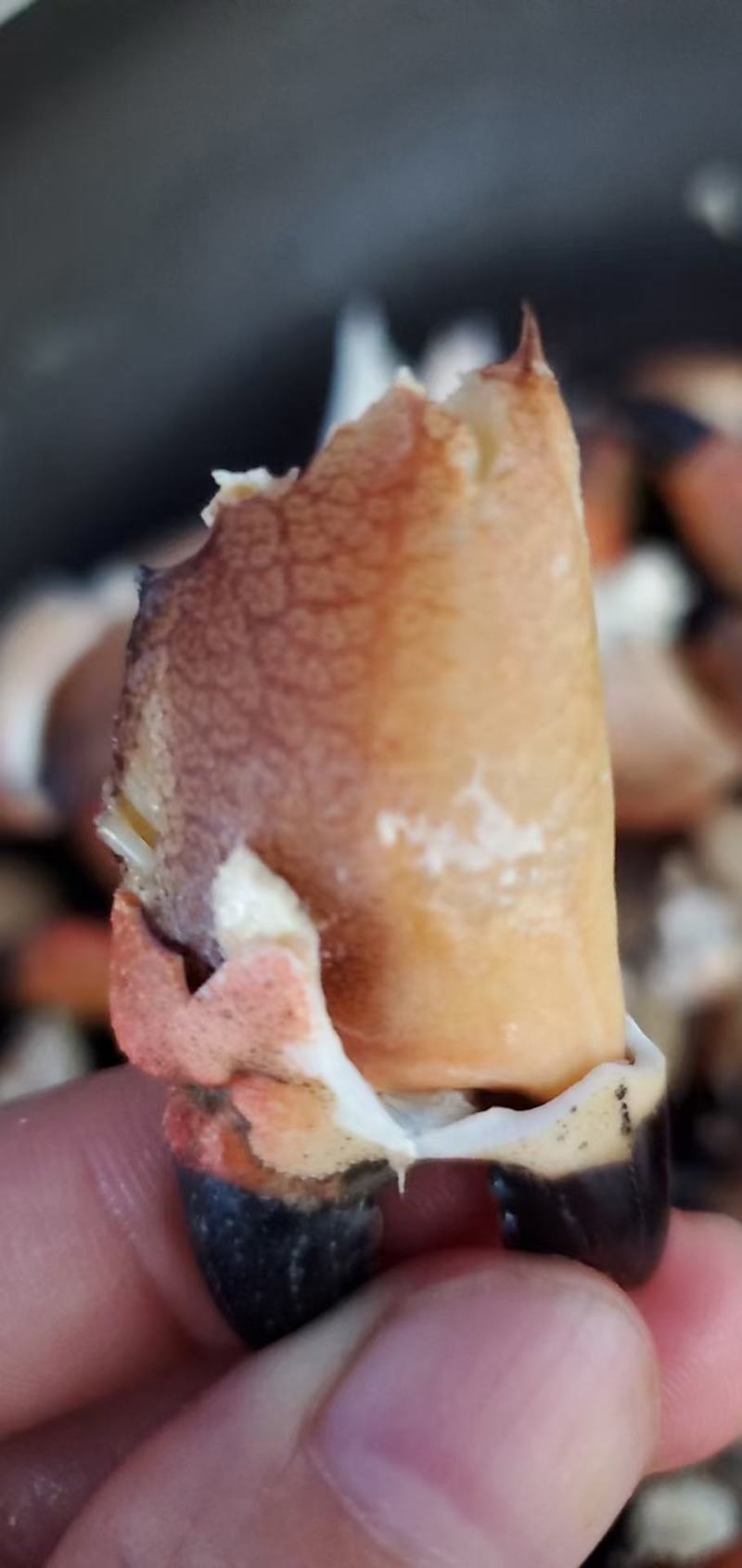 麻辣蟹钳，香辣蟹脚，盐焗蟹脚，新鲜红蟹脚，大蟹脚