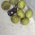 清香辽系香菱各种规格优质青皮核桃