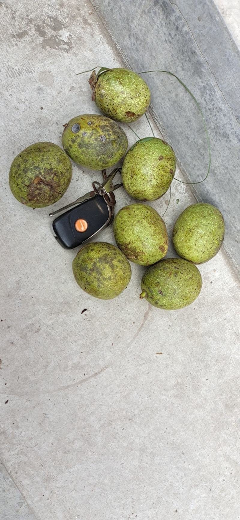清香辽系香菱各种规格优质青皮核桃