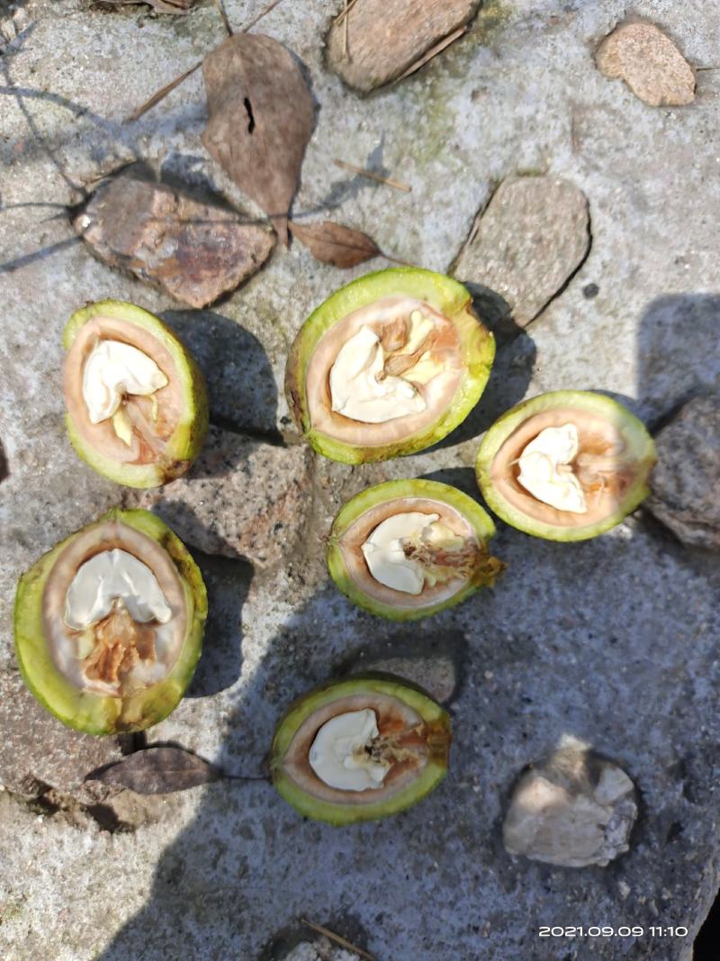 清香辽系香菱各种规格优质青皮核桃