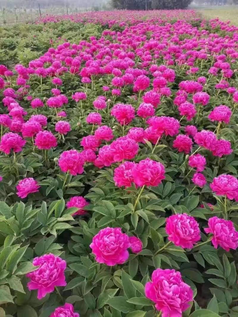 芍药花，各种重瓣芍药花，批发零售芽不活包赔，需要的联系我
