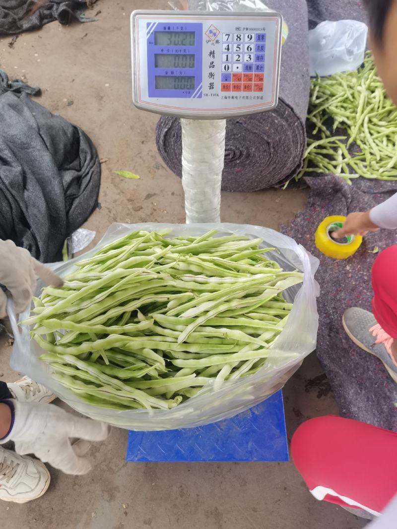 白豆角大量供应