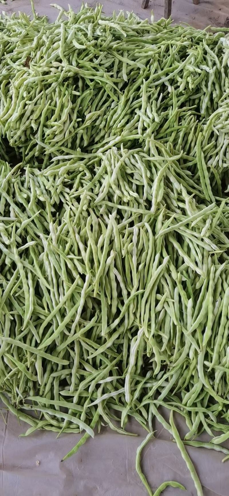 白豆角大量供应