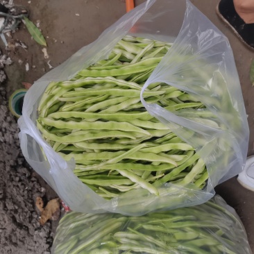 白豆角大量供应