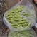 白豆角大量供应