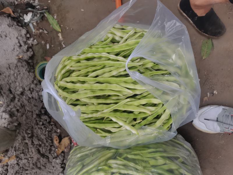 白豆角大量供应
