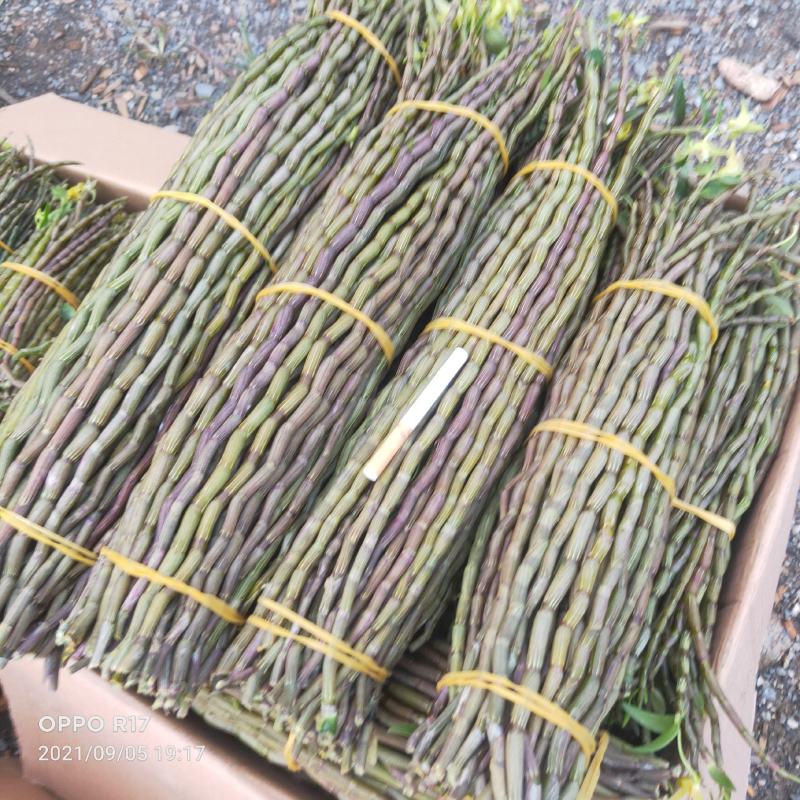 浙江品种红杆粗条品质鲜条