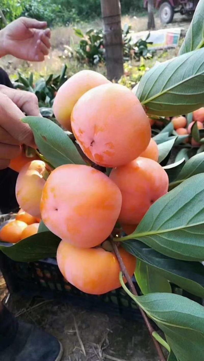 脆柿子
