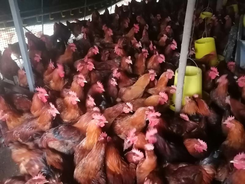 甘肃省庆阳市宁县“陇桥绿源”纯粮食林下散养土鸡