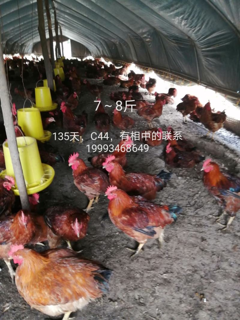甘肃省庆阳市宁县“陇桥绿源”纯粮食林下散养土鸡
