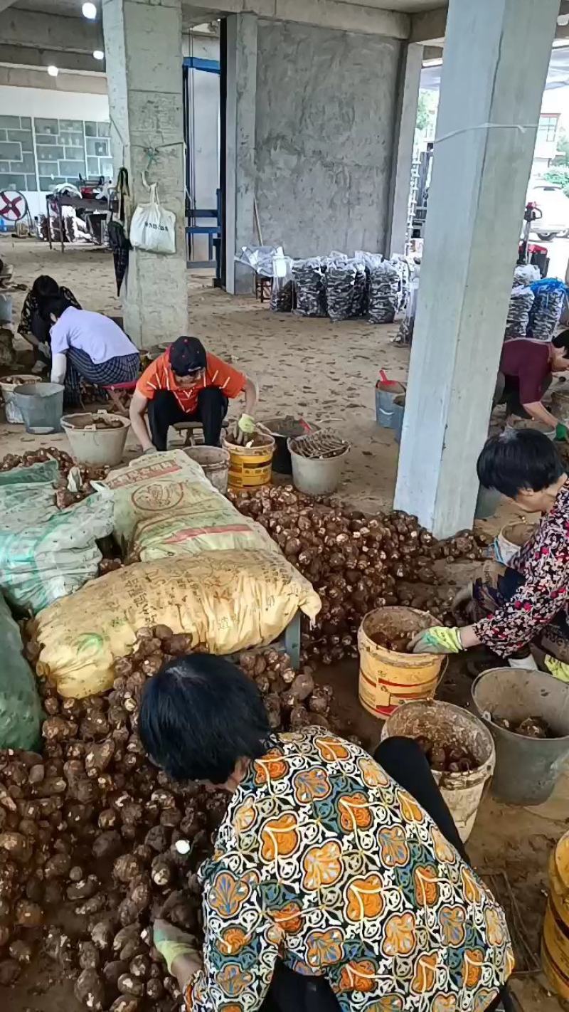 【牛商推荐】山东优质8520毛芋头，产地货源，坏烂包赔