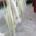 芦苇花