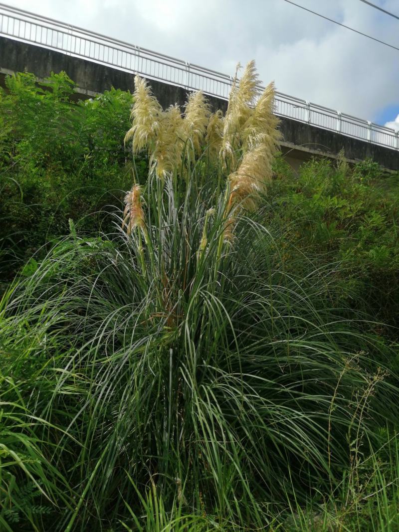 芦苇花