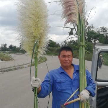 芦苇花