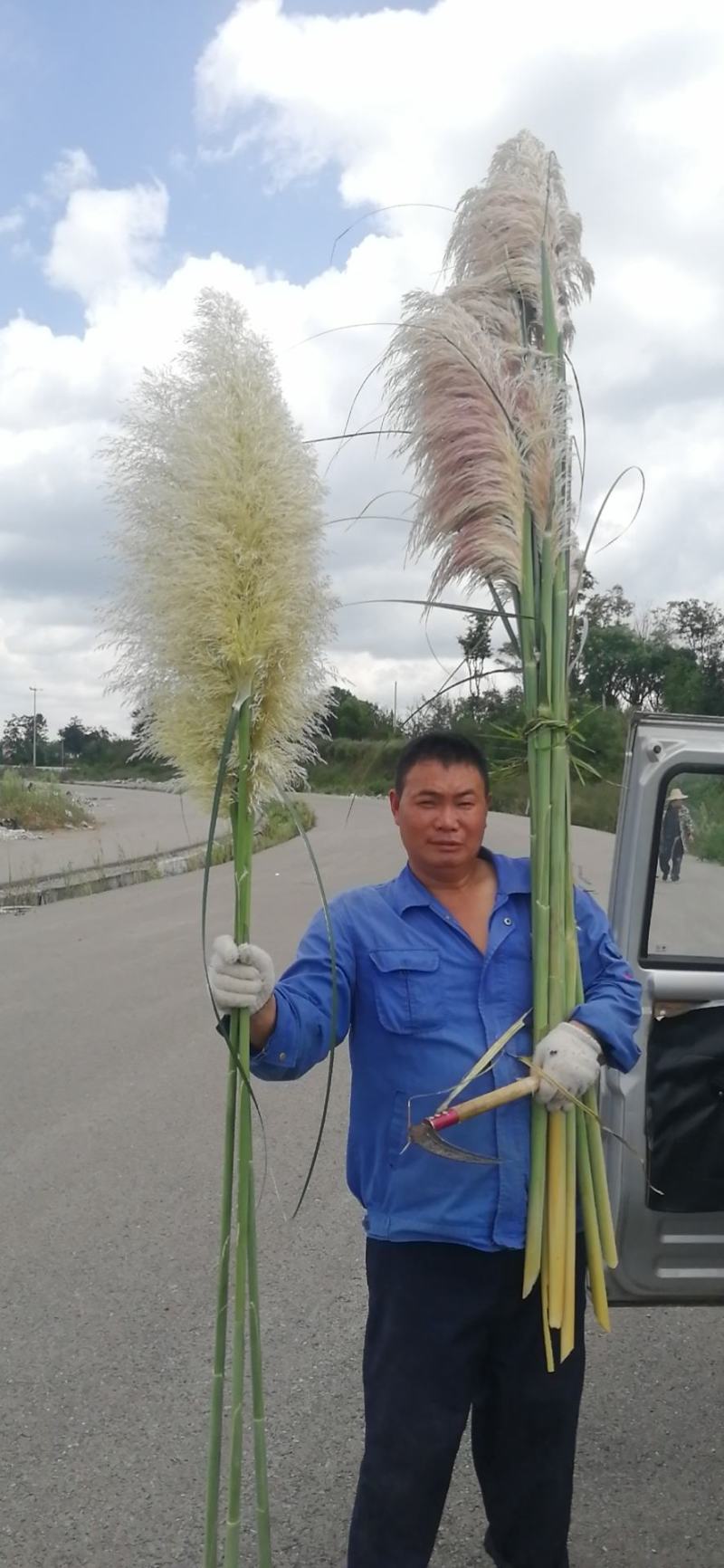 芦苇花