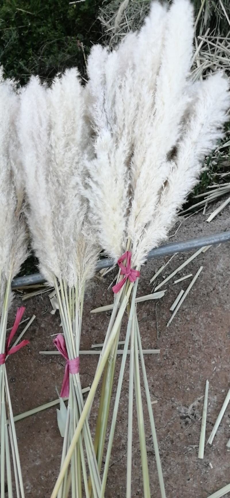 芦苇花