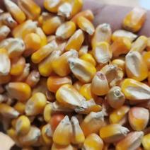 玉米粒玉米大量上市中，物美价廉，色选玉米产地直发。