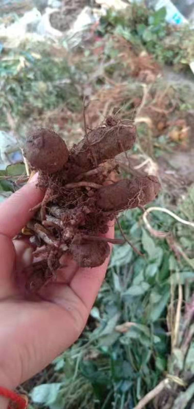 双肾草红花