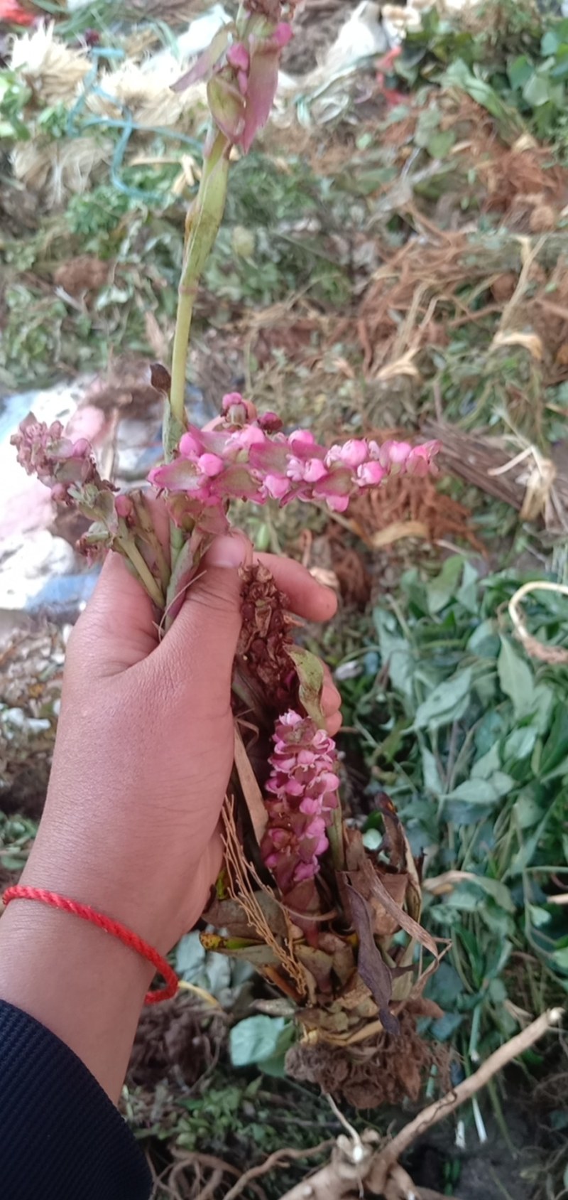 双肾草红花