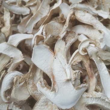 小金松茸干片