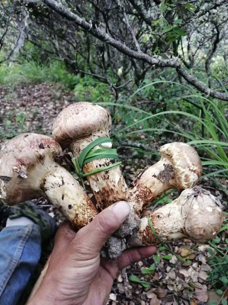 小金松茸干片