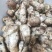 小金松茸干片