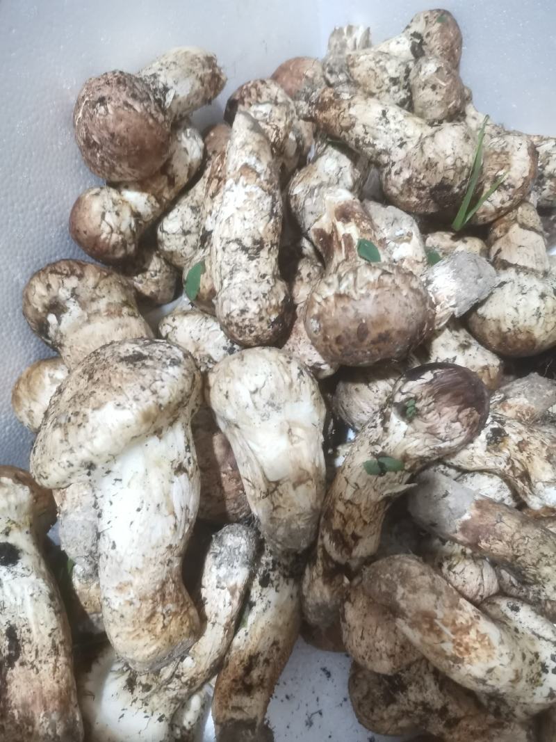 小金松茸干片