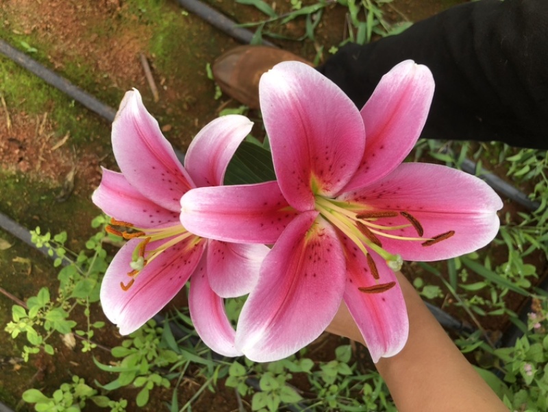 【百合花】云南昆明基地直批123多头粉白黄红颜色齐全现採