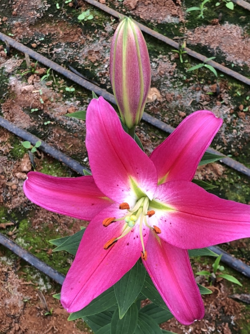 【百合花】云南昆明基地直批123多头粉白黄红颜色齐全现採