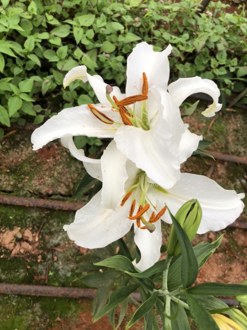 【百合花】云南昆明基地直批123多头粉白黄红颜色齐全现採