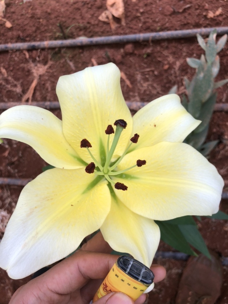 【百合花】云南昆明基地直批123多头粉白黄红颜色齐全现採