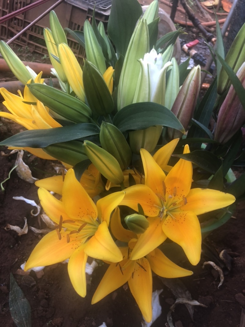 【百合花】云南昆明基地直批123多头粉白黄红颜色齐全现採
