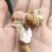 核桃不大，味道很香。刚刚下树，湿核桃更好吃哦！
