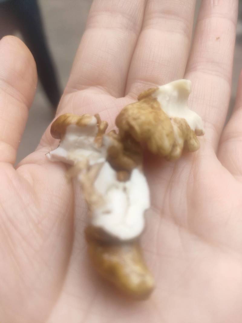 核桃不大，味道很香。刚刚下树，湿核桃更好吃哦！