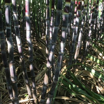 黑皮甘蔗上市中自家种植，支持线下交易